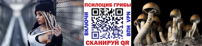 Псилоцибиновые грибы Cubensis  купить   Пенза 