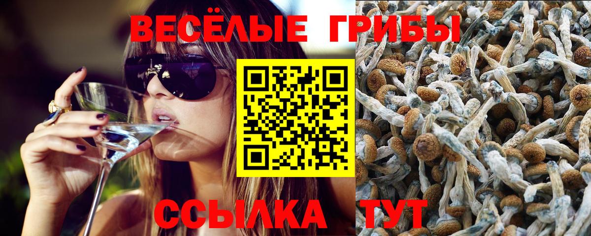 купить закладку  Пенза  Галлюциногенные грибы Cubensis 