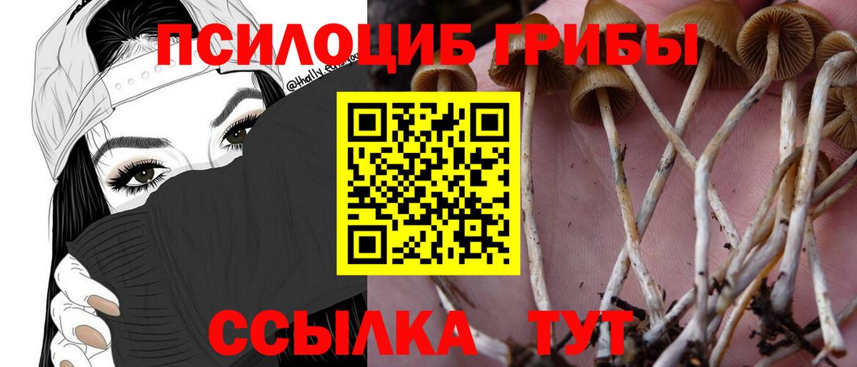 Пенза  Псилоцибиновые грибы MAGIC MUSHROOMS  Псилоцибиновые грибы MAGIC MUSHROOMS  наркотики  Вход с VPN 